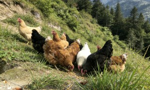 五观鸡的道法自然：一只小鸡仔如何用撬动大市场