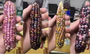 市面上的包装玉米是“僵尸玉米”？这些关于玉米的真相一定要知道