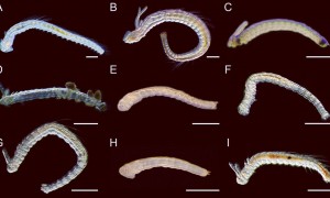 原创 
            谁在4.8亿年前的化石上，留下了这些“问号”？