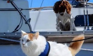 航母上老鼠泛滥咋办？美军养猫也没用，中国的“笨办法”搞定