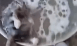 “汤里捞出疑似老鼠尸体”，官方：立即停业整改