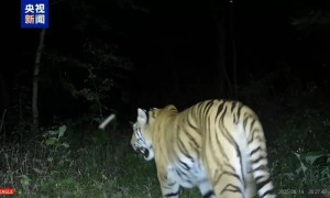 野生东北虎“完达山一号”再次现身，健康状况良好，已在野外生存4年，可能已“脱单”