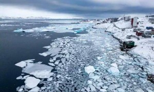 北极地表气温创125年最高值，北极熊发生基因突变：激活“跳跃基因”对抗海冰融化