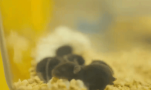 “太空小鼠”返回地面后孕育6只宝宝，它们有着更强保护欲